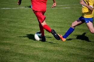 -国家体育场馆运营管理论坛探讨智能化方向，国家体育总局体育场馆运营管理办法